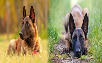 Traits of a Belgian Malinois