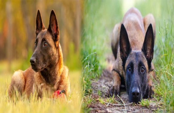 Traits of a Belgian Malinois