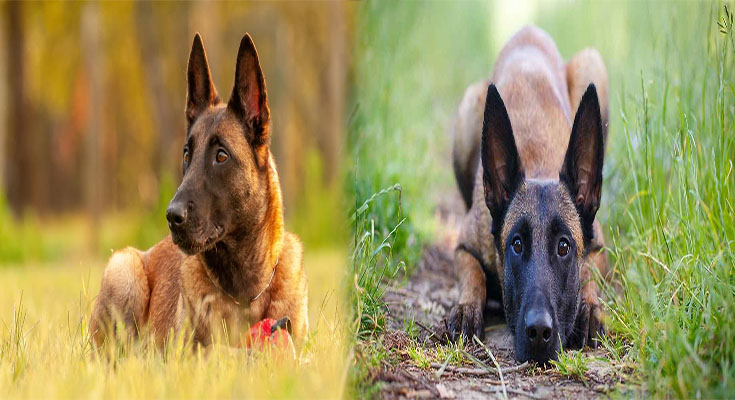 Traits of a Belgian Malinois