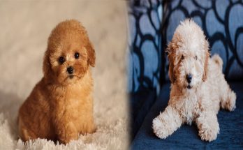 Why You Should Get A Teacup Poodle