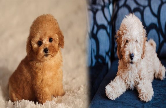 Why You Should Get A Teacup Poodle