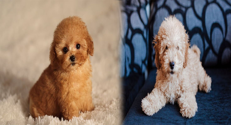 Why You Should Get A Teacup Poodle