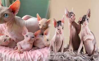 sphynx kitten for sale