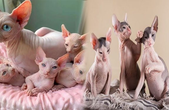 sphynx kitten for sale