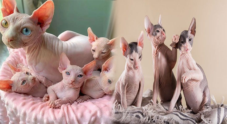 sphynx kitten for sale