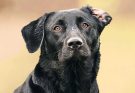 Why English Labradors Make The Best Show Dogs