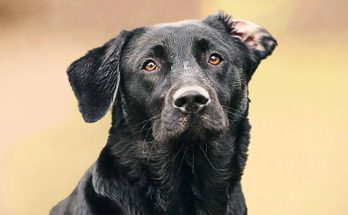 Why English Labradors Make The Best Show Dogs