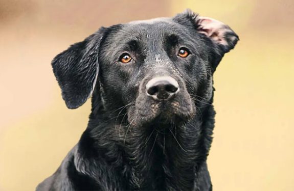 Why English Labradors Make The Best Show Dogs