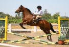 Why You Must Invest in Quality Horse Jump Accessories