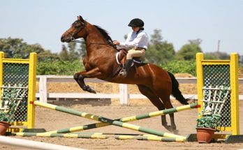 Why You Must Invest in Quality Horse Jump Accessories