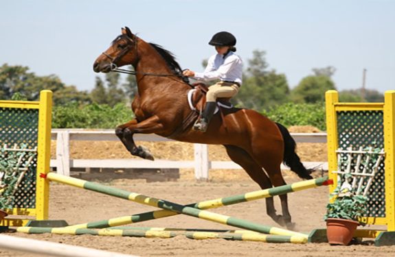 Why You Must Invest in Quality Horse Jump Accessories