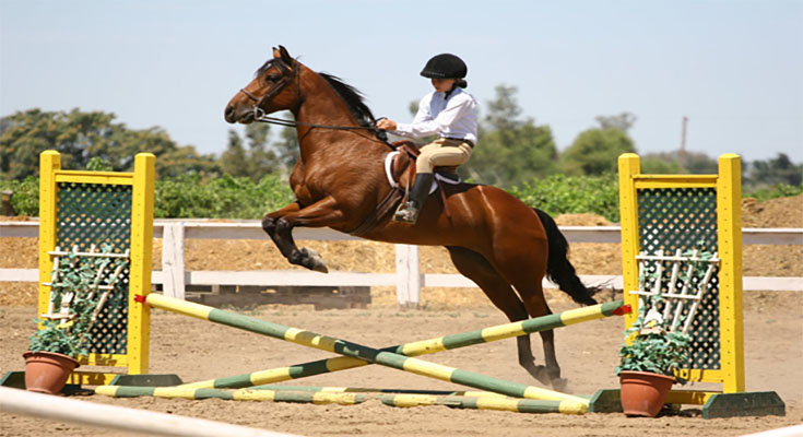Why You Must Invest in Quality Horse Jump Accessories