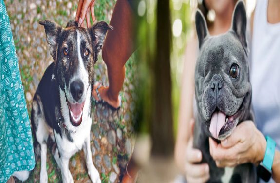 Adopting a Dog with Special Needs: What to Consider