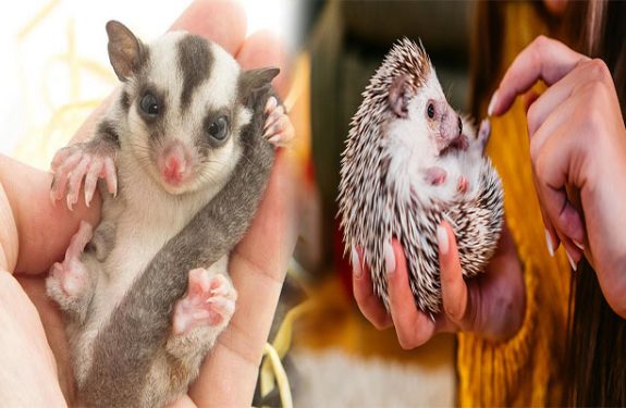 Best Exotic Pets for Beginners and First-Time Owners