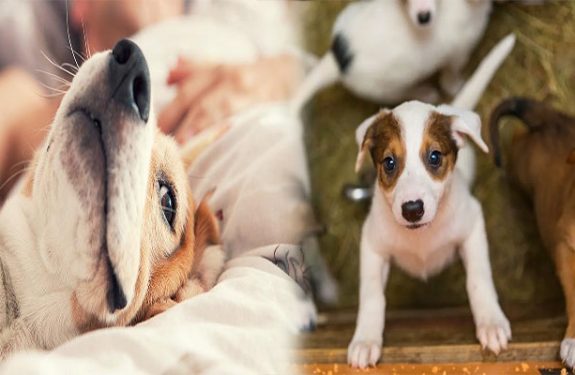 Best Places to Find Dogs for Adoption Near Me