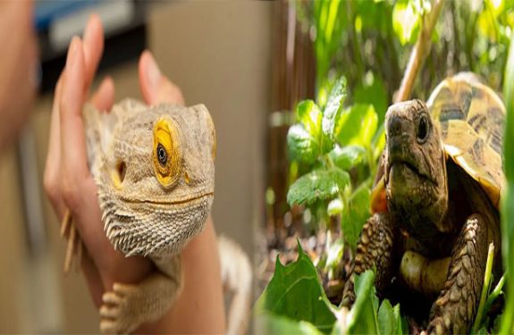 Care Tips for Maintaining a Healthy Exotic Pet Habitat