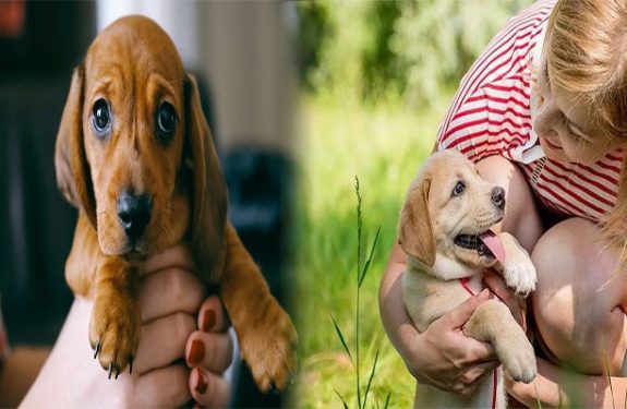 Essential Supplies You Need for a New Puppy Dog