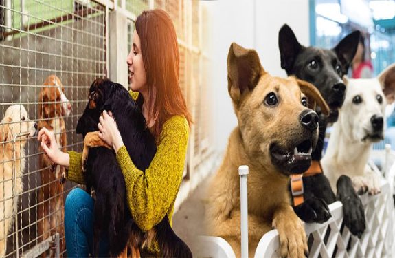 Expert Tips for Choosing the Right Dog for Adoption