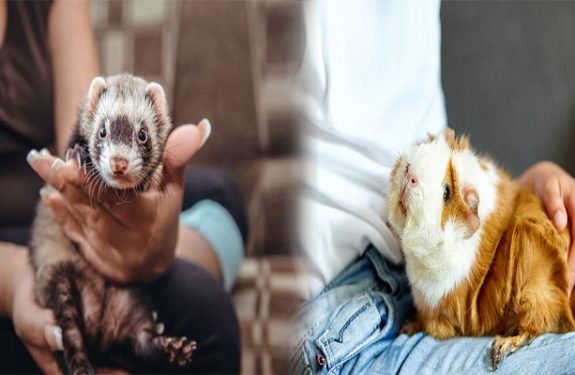 Health Risks Associated with Owning Exotic Pets