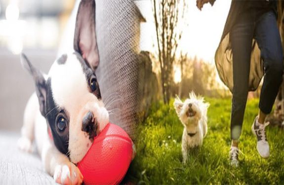 Healthcare Tips for Maintaining a Happy Puppy Dog