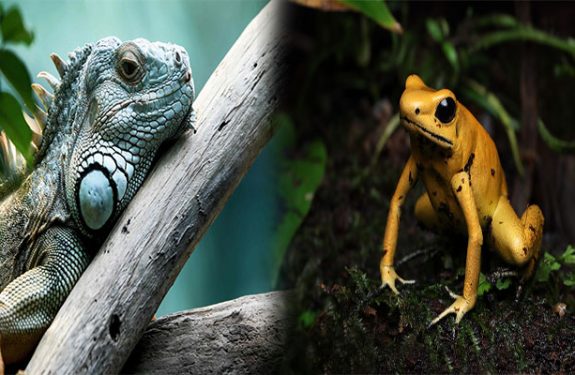 How to Care for Exotic Pets: Habitat and Diet Essentials