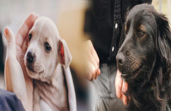 How to Prepare Your Home for an Adopted Dog