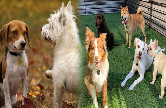How to Socialize Your Puppy Dog with Other Pets