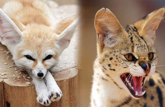 Legal Considerations for Owning Exotic Pets in the U.S.