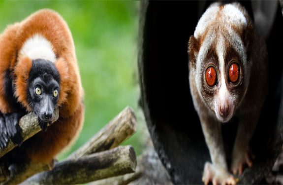 Legal Requirements for Owning Exotic Animals in Your State