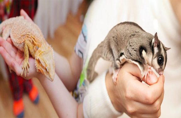Popular Types of Exotic Pets and Their Care Requirements