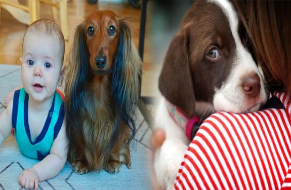 Recommended Puppy Dog Breeds for Families with Children