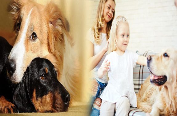 Successful Strategies for Introducing an Adopted Dog to Your Family