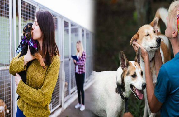 The Benefits of Adopting a Rescue Dog Over Buying