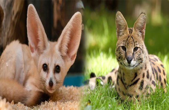 The Cost of Owning Exotic Pets: What You Need to Know
