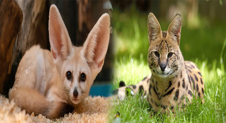 The Cost of Owning Exotic Pets: What You Need to Know