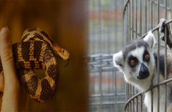 Training Techniques for Socializing Exotic Pet Animals