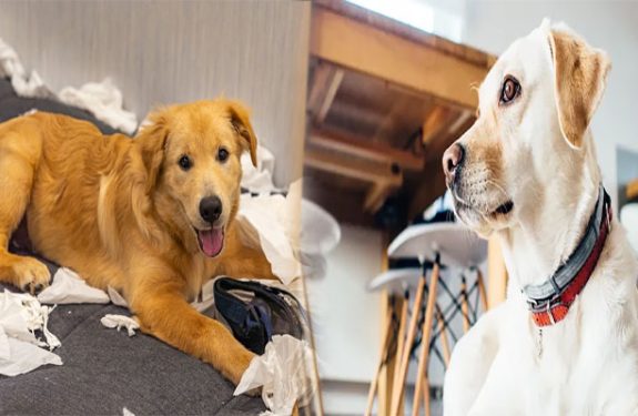 Understanding Puppy Dog Behavior: Common Issues and Solutions