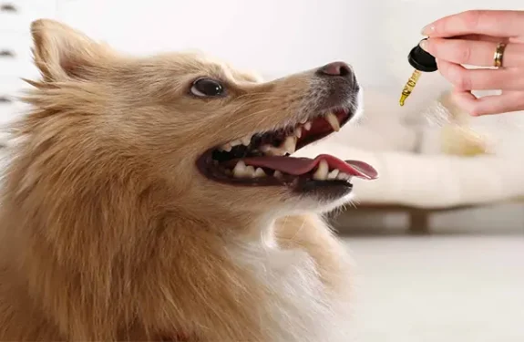 Is Dog CBD Oil Safe? Benefits, Dosage, and What Every Pet Owner Should Know