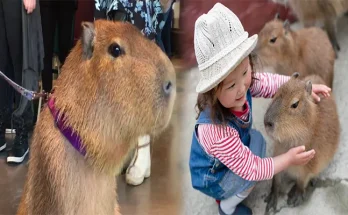 Are Capybaras Good Exotic Pets for Families?