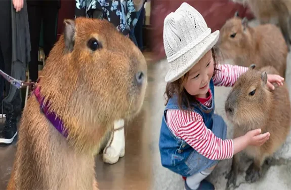 Are Capybaras Good Exotic Pets for Families?