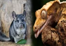 Best Exotic Pets for Beginners with Low Maintenance