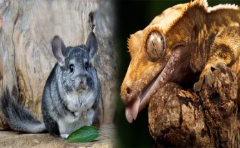Best Exotic Pets for Beginners with Low Maintenance