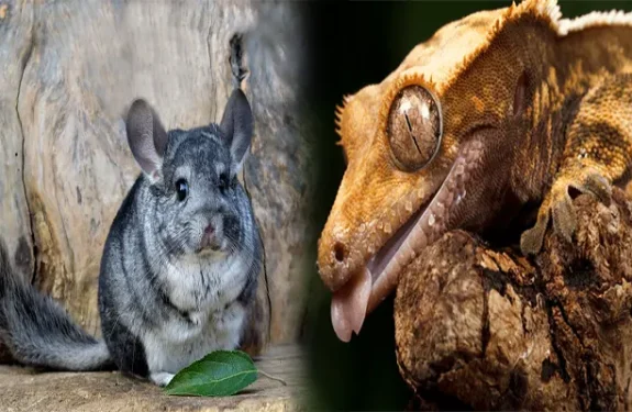 Best Exotic Pets for Beginners with Low Maintenance