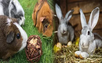 Best Small Pet Adoption Centers for Rabbits and Guinea Pigs