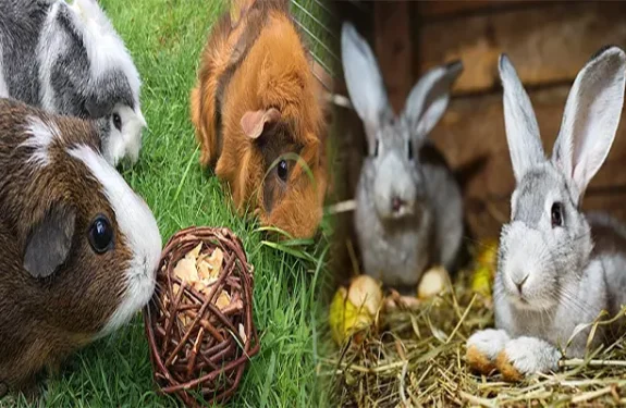Best Small Pet Adoption Centers for Rabbits and Guinea Pigs