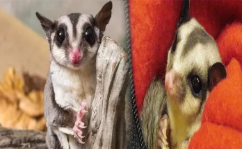 How to Care for a Sugar Glider as an Exotic Pet
