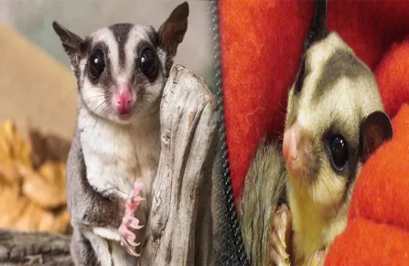 How to Care for a Sugar Glider as an Exotic Pet