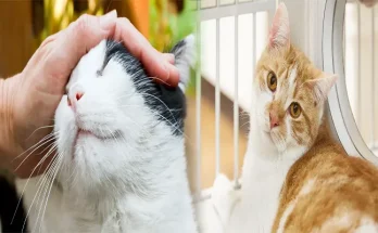 How to Prepare for Adopting a Rescue Cat for the First Time