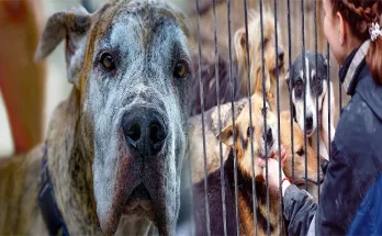 What to Expect When Adopting a Senior Dog from a Shelter