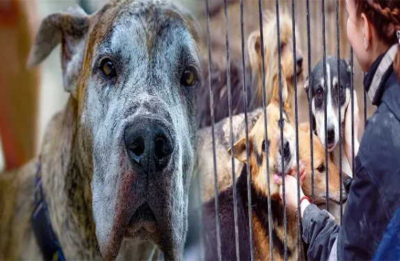 What to Expect When Adopting a Senior Dog from a Shelter